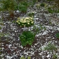 *** :: Валентина Береснева