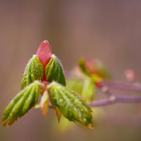 Клён ясенелистный :: Эдуард Куклин