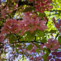 Время цветов :: Евгений Анисимов