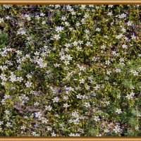 Коврик :: Анатолий Чикчирный