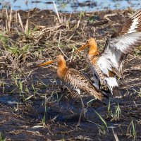 не похоти ради, жизни для. :: Георгий Кулаковский