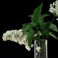 Сирень. :: Lucy Schneider Сирень. :: Lucy Schneider