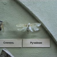 Жучки :: Джованни Луче Жучки :: Джованни Луче