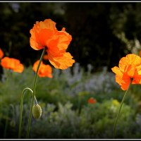 Мак как символ... :: Aleksandr Gal