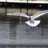 Бесстрашная :: Елена Минина