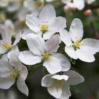 Весна :: victor Lion