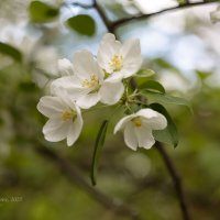 Яблоня :: Александр Синдерёв