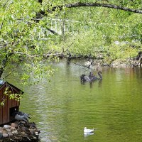 Пара лебедей :: Татьяна Тюменка Пара лебедей :: Татьяна Тюменка