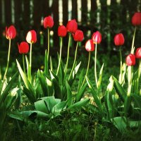 Тюльпаны... :: Руслан 