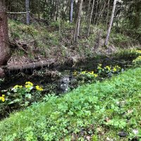 Место обитания Калужницы :: Любовь 
