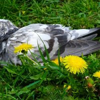 Голубь с одуванчиками :: Милешкин Владимир Алексеевич 