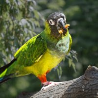 Аратинга :: SanSan 