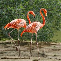 Фламинго :: SanSan 