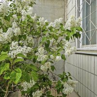 Белая сирень в окно стучится :: Валерий Иванович