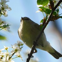 Пеночка на черёмухе :: Лина 