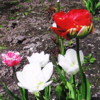 Красавцы :: Людмила Смородинская Красавцы :: Людмила Смородинская