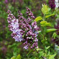 Весна в Ботаническом... :: Наташа *****