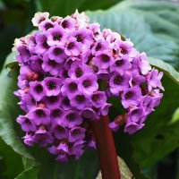 Весна в Ботаническом... С ДНЕМ ПОБЕДЫ! :: Наташа *****