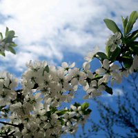 С ВЕЛИКОЙ ПОБЕДОЙ! С 9 МАЕМ! !МИРНОГО НЕБА ВСЕМ НАД ГОЛОВОЙ! :: Елена Семигина