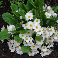 Примула :: Рита Симонова