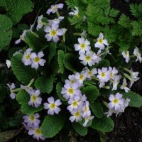 Примула :: Рита Симонова