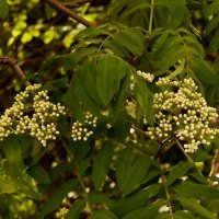 Рябина :: Oleg4618 Шутченко