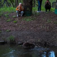 Бобр в Городе :: юрий поляков