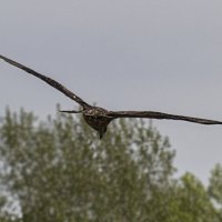 В полёте... :: Андрей Пристяжнюк В полёте... :: Андрей Пристяжнюк
