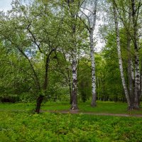 Пейзаж с берёзами :: Александр Синдерёв