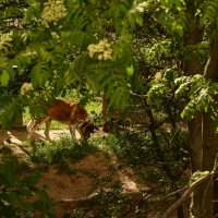 Собаки ходят :: Oleg4618 Шутченко Собаки ходят :: Oleg4618 Шутченко