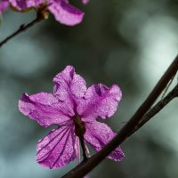 Цветок любви :: Denis Doroshenko