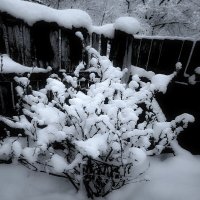 Куст смородины... :: Владимир Шошин Куст смородины... :: Владимир Шошин