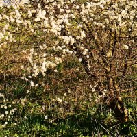 Весенние зарисовки 125 :: Алексей Кузнецов