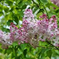 Накануне Дня Победы расцвела сирень :: Светлана 