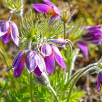 Сон-трава :: Светлана 