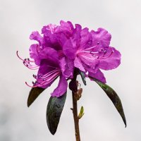 Цветущий май. :: Виктор Иванович Чернюк Цветущий май. :: Виктор Иванович Чернюк