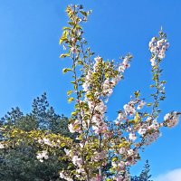 Сакура :: Veera V