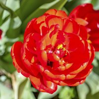 Махровый :: Валерий Иванович