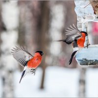 Снегирь :: SanSan 