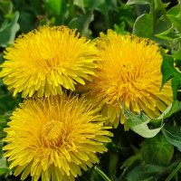 Одуванчики :: Валентина Богатко 