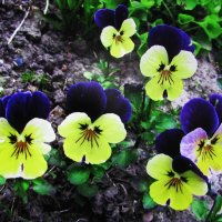 Подружки веселушки :: Людмила Смородинская