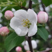 Чудо в бело - розовом цвету :: Валентина Богатко Чудо в бело - розовом цвету :: Валентина Богатко