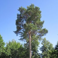 Звенигород. Сосна :: Дмитрий Никитин