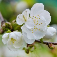 Вишня :: Надежда Куркина 