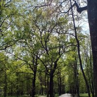 *** :: Валентина Береснева