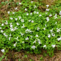 Подснежники :: Владимир VS