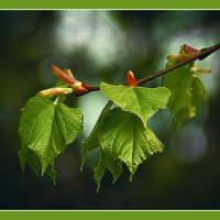 Весеннее :: Владимир Кроливец