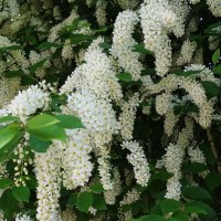 Цветет Черемуха :: Рита Симонова