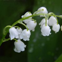 ...светлого мая привет... :: Надежда Куркина 