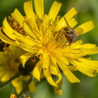 Краски лета. :: Алексей Трухин